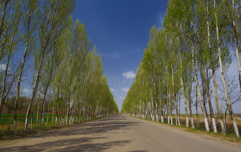 Weg met boom royalty-vrije stock foto Weg met boom royalty-vrije stock foto