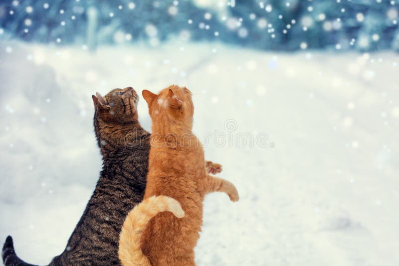 Weg mit zwei Katzen auf Schnee während Schneefälle lizenzfreie stockfotografie Weg mit zwei Katzen auf Schnee während Schneefälle lizenzfreie stockfotografie