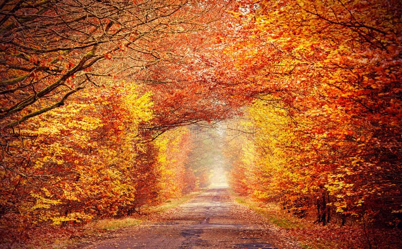 Weg in nevelige herfst bos, intense gefiltreerde kleuren royalty-vrije stock foto Weg in nevelige herfst bos, intense gefiltreerde kleuren royalty-vrije stock foto