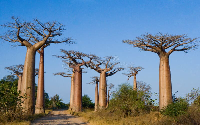 Weg van baobabs Algemene mening madagascar