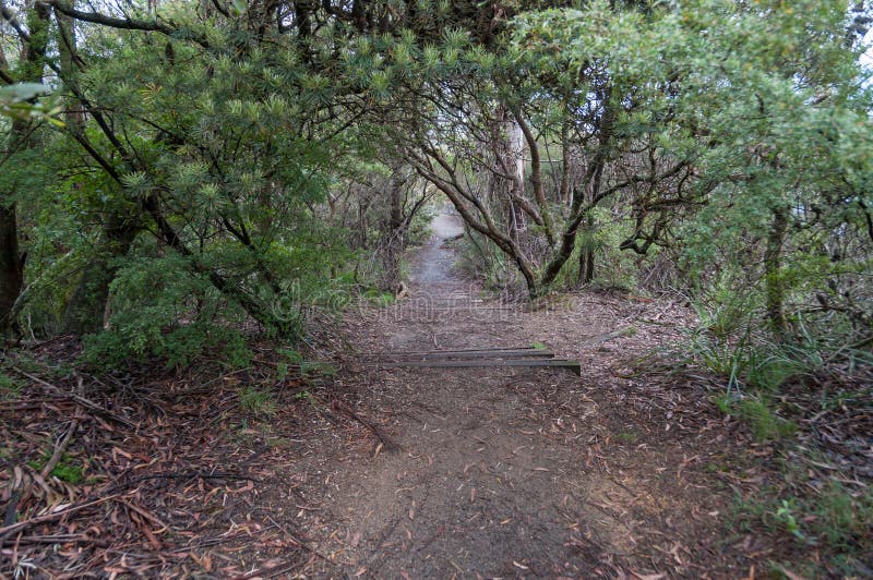 Weg, Wanderweg im Wald in Australien stockfotografie Weg, Wanderweg im Wald in Australien stockfotografie
