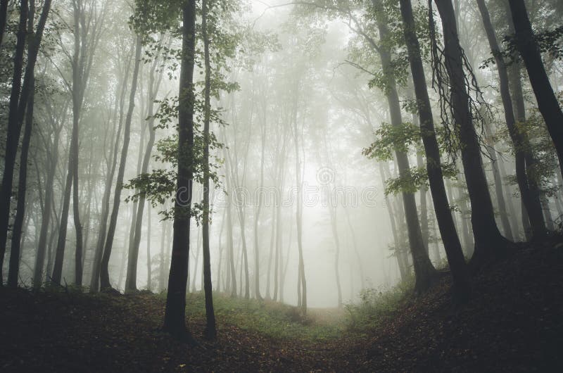 Wegabflussrinne ein mysteriöser Wald lizenzfreies stockbild Wegabflussrinne ein mysteriöser Wald lizenzfreies stockbild