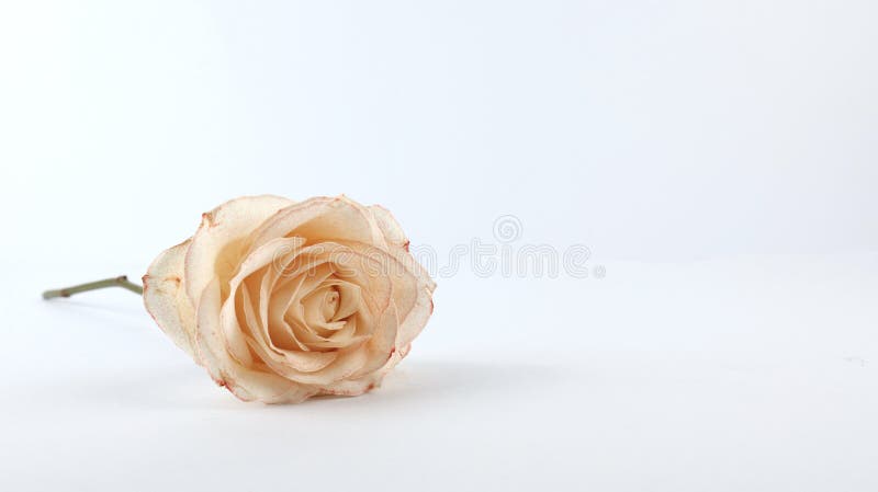 Weiße Rosen Werden Durch Eintauchen Der Stiele in Ein Glas Mit Roter  Lebensmittelfarbe Gefärbt. Stockfoto - Bild von rosa, nahaufnahme: 225381632