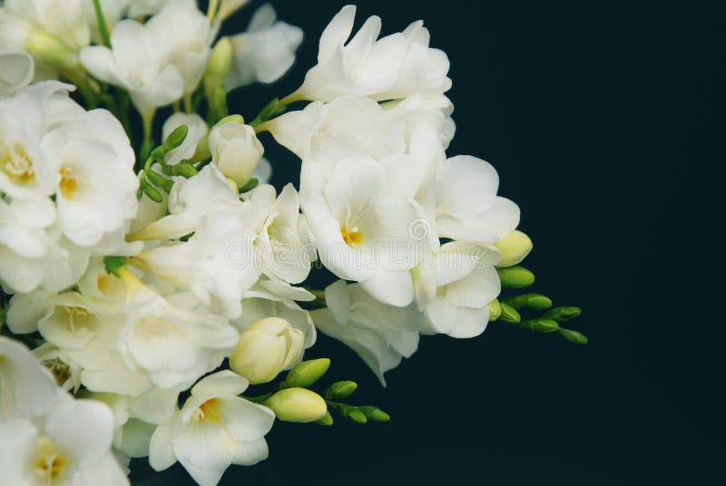 Weisser Freesie Blumenstrauss Von Blumen Auf Schwarzem Hintergrund Kopieren Sie Platz Abschluss Oben Stockfoto Bild Von Kopieren Platz