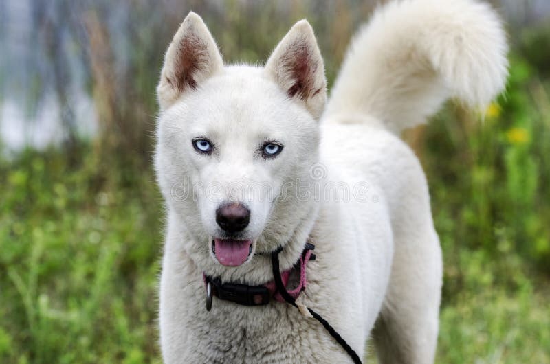 Weißer Hund Des Sibirischen Huskys Stockfoto - Bild von welpe, annahme ...