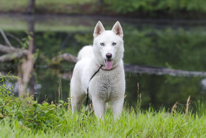 Weißer Hund Des Sibirischen Huskys Stockfoto - Bild von welpen, annahme ...