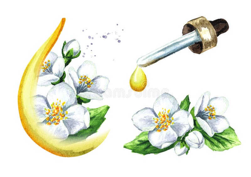Weisse Jasmin Blume Stock Abbildung Illustration Von Geschenk 67041714