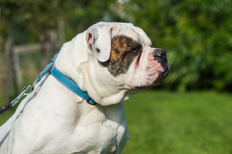 426 Amerikanische Bulldogge Schutz Fotos Kostenlose Und Royalty Free Stock Fotos Von Dreamstime