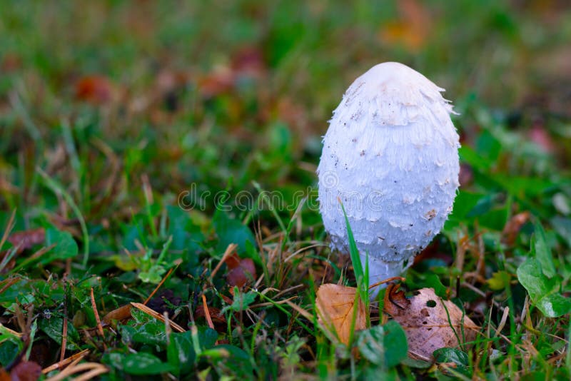 929 Coprinus Fotos Kostenlose Und Royalty Free Stock Fotos Von Dreamstime Seite 3