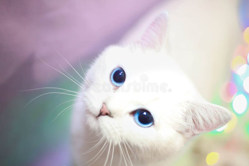 Foto Des Gesichtes Der Weißen Katze Mit Blauen Augen