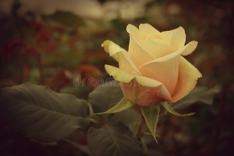 Rosa Rosa Vintage Die Blume Der Mitglieder Dieser Gattung Wird Rose Genannt Und Die Pflanze Rose Stockbild Bild Von Auszug Frisch 169812935