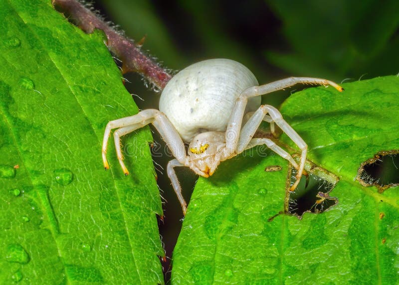 Blumenkrabbenspinne, Vatia Thomisidae Misumena Stockbild Bild von