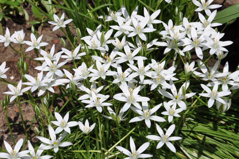 Weiße Blumen im Garten stockfoto. Bild von schön, gras