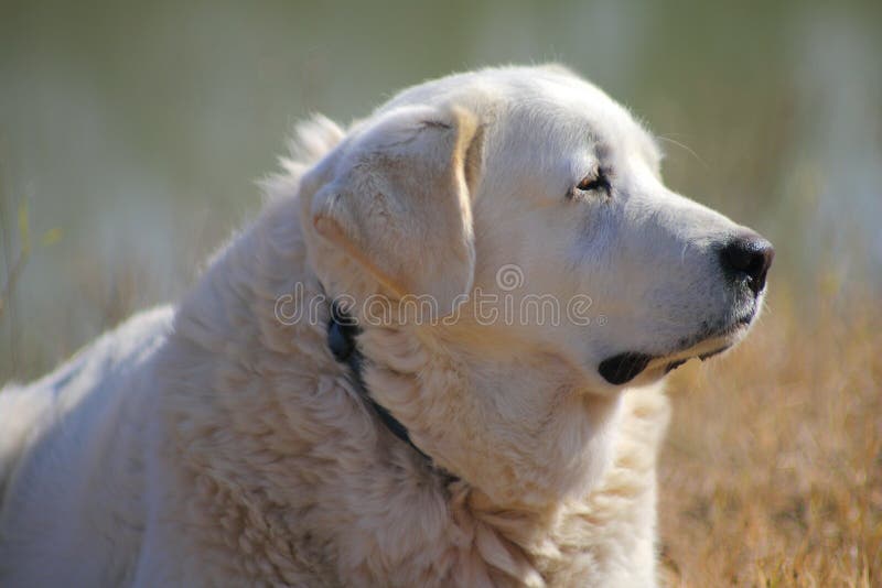 Gro?er Gro?er Wei?er Flaumiger Hund Pyren?en Stockbild Bild von frau