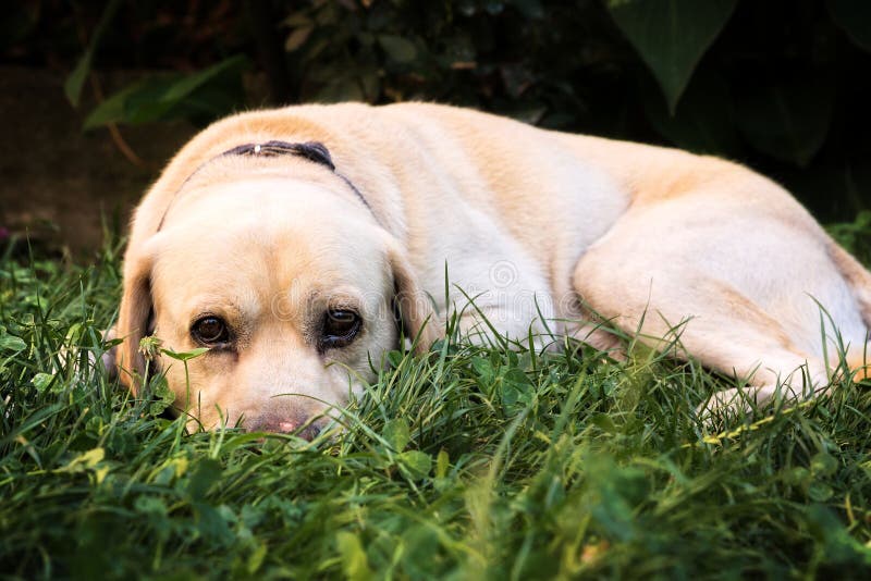 Das Geschwollene Gesicht Eines Hundes, Nachdem Durch Zu Viele Moskitos