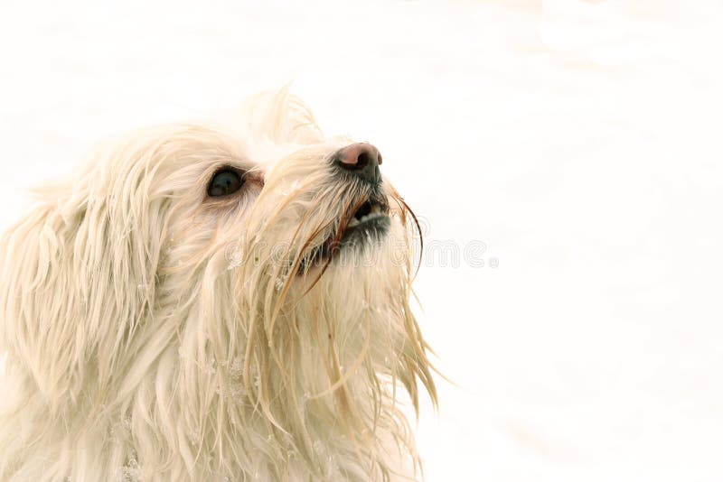 Hund, der oben schaut stockbild. Bild von hunde, blick 19259759