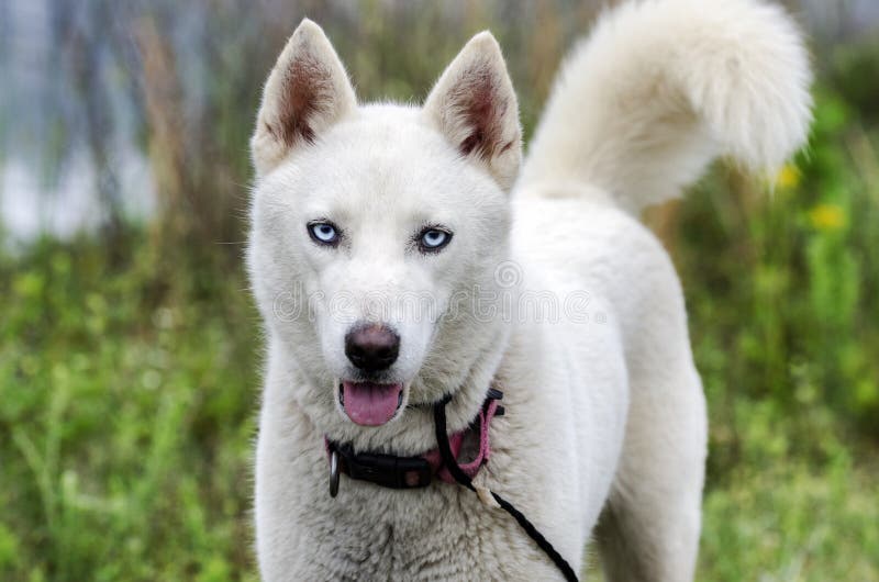 Weißer Hund Des Sibirischen Huskys Stockfoto Bild von welpen, annahme