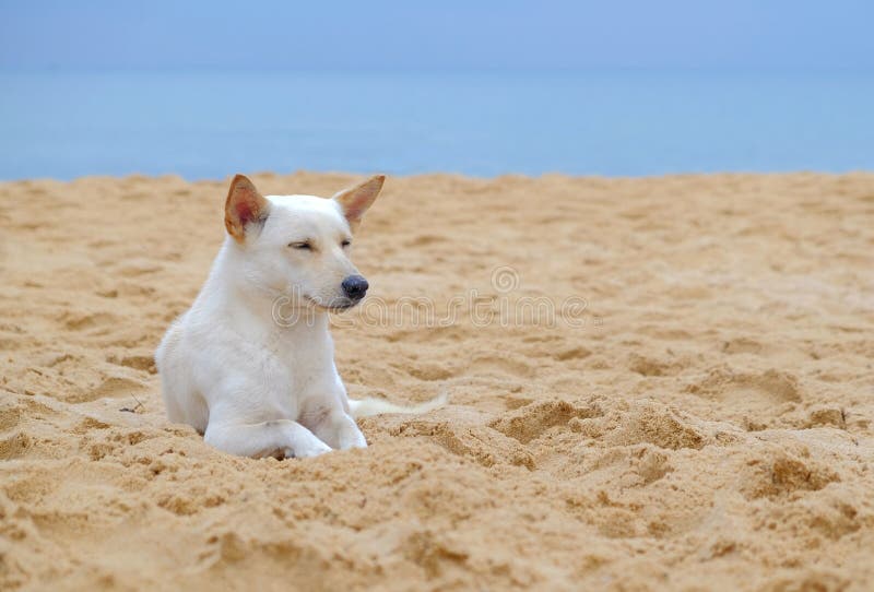 Entspannter Hund Auf Tropischem Strand Stockfoto Bild von entspannen