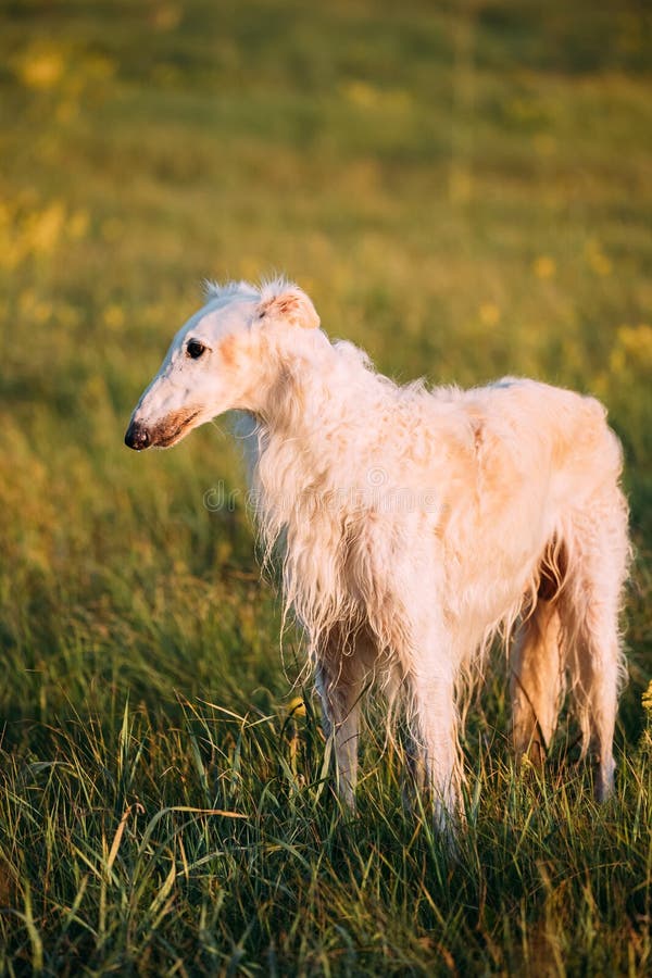 Russischer Hund, Barzoi In Der SommerWiese Oder Feld Bei