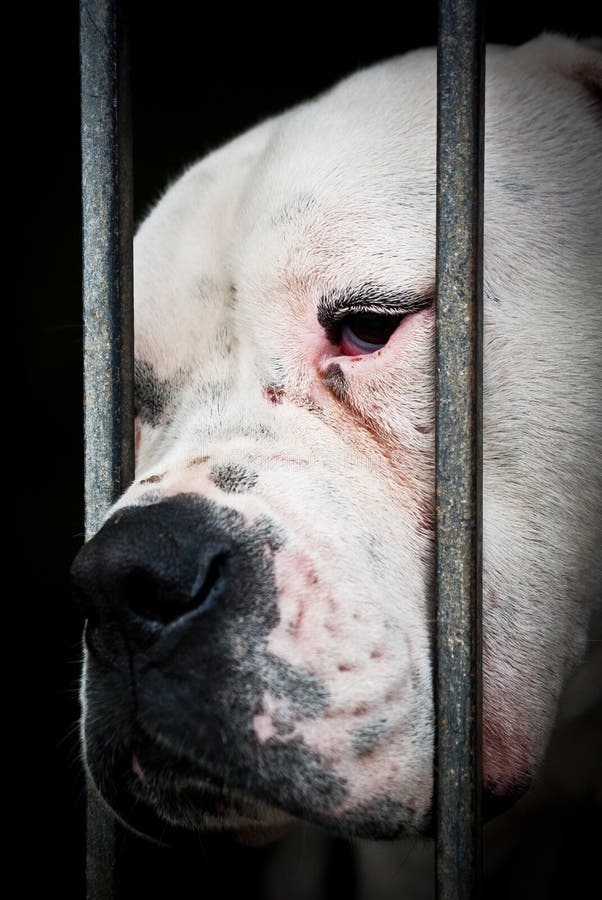 Hund hinter einem Zaun stockfoto. Bild von stäbe, zaun 24230316