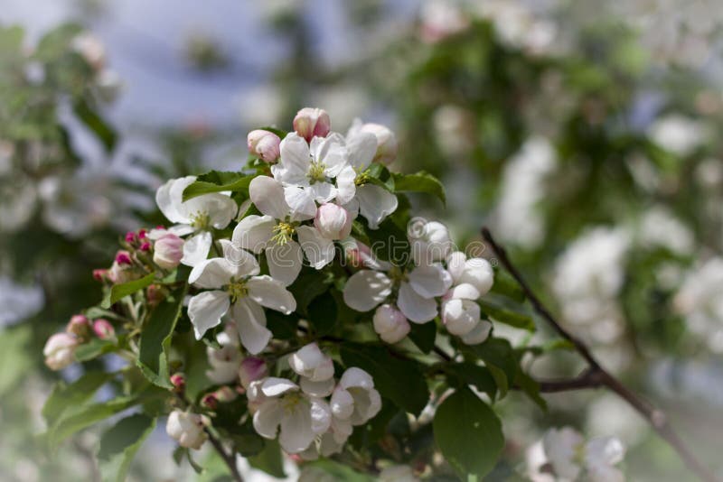 Wei?e Kirschblumen schlie?en oben lizenzfreie stockfotos Wei?e Kirschblumen schlie?en oben lizenzfreie stockfotos