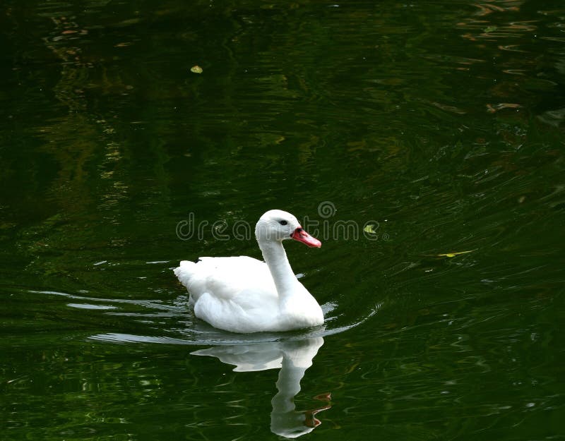 Wei?er Schwan lizenzfreies stockfoto Wei?er Schwan lizenzfreies stockfoto