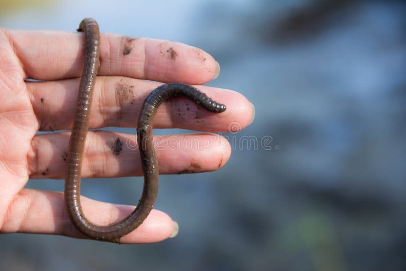 Weibliche Hand, die Erdwürmer in ihrer Hand auf unscharfem backgroun hält lizenzfreies stockfoto Weibliche Hand, die Erdwürmer in ihrer Hand auf unscharfem backgroun hält lizenzfreies stockfoto