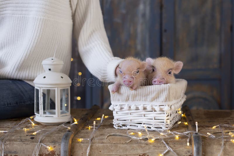 Weibliche Hand, die zwei süße kleine rosa Schweine streichelt stockbild Weibliche Hand, die zwei süße kleine rosa Schweine streichelt stockbild