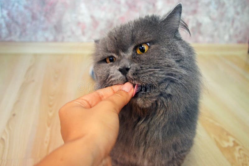 Weibliche Hand gibt einer grauen großen langhaarigen britischen Katze eine Zufuhr Die Katze isst Nahrung von den Händen lizenzfreie stockbilder Weibliche Hand gibt einer grauen großen langhaarigen britischen Katze eine Zufuhr Die Katze isst Nahrung von den Händen lizenzfreie stockbilder