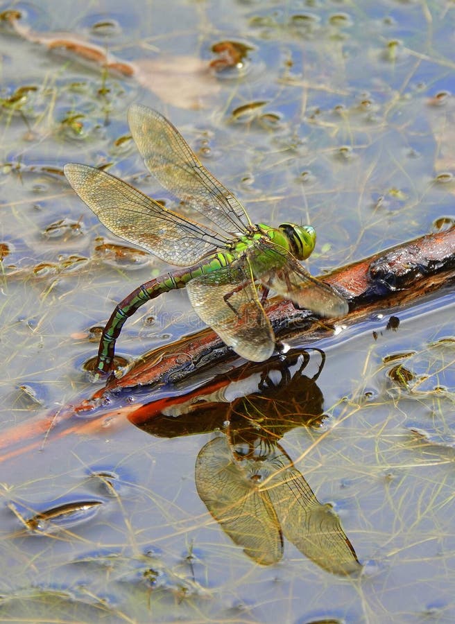 Weibliche Kaiserlibelle, Die Eier Legt Stockfoto Bild von libelle