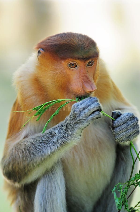 Weibliche Nasenaffe, Die Auf Einem Baumstamm Sitzt Stockfoto - Bild von ...