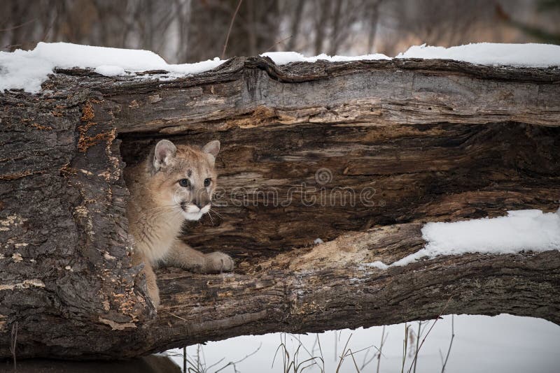 Female Cougar Puma concolor Peeks Head Out of Hollow Log Winter - captive animal. Female Cougar Puma concolor Peeks Head Out of Hollow Log Winter - captive animal