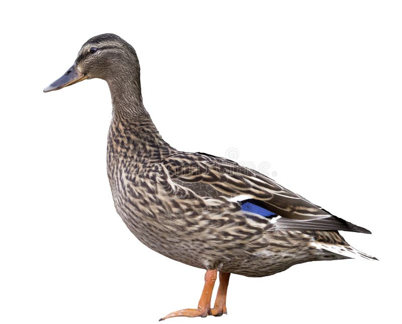 Weibliche Stockente lokalisiert lizenzfreie stockbilder Weibliche Stockente lokalisiert lizenzfreie stockbilder
