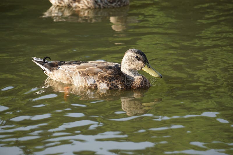 Stockenten, Die In Einem Teich Am Abend Schwimmen