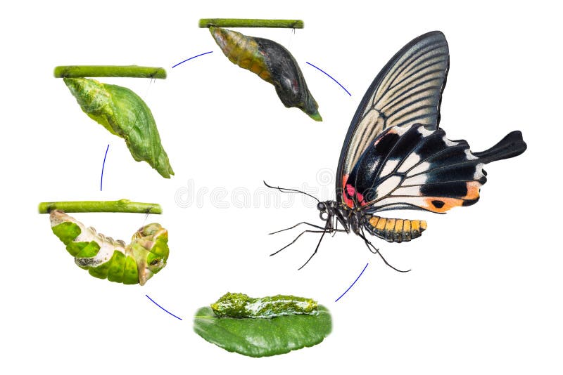 Weiblicher großer Mormone Papilio-memnon Schmetterlings-Lebenszyklus