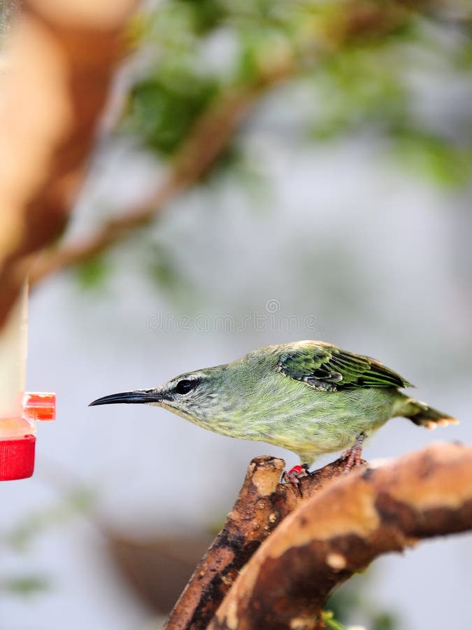 Weiblicher Honeycreeper Vogel lizenzfreie stockbilder Weiblicher Honeycreeper Vogel lizenzfreie stockbilder