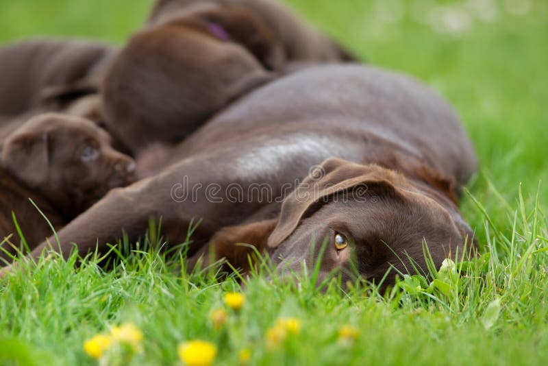 Das Geschwollene Gesicht Eines Hundes, Nachdem Durch Zu Viele Moskitos
