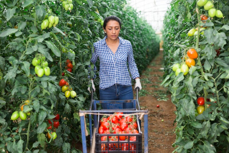 Weiblicher latino Landwirt setzt Rote Tomaten in Plastikkasten für Verkauf ein