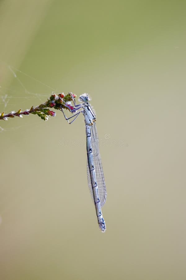 Weibliches Becher-Azurjungfer Enallagma-cyathigerum stockbild Weibliches Becher-Azurjungfer Enallagma-cyathigerum stockbild