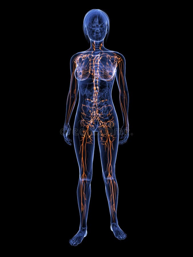 Weibliches Lymphsystem Des Halben Körpers Stock Abbildung