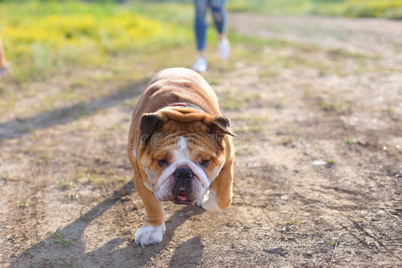 Weibliches Spielen des Mädchens mit amerikanischem Bulldoggenbetrieb des Freunds stockfoto Weibliches Spielen des Mädchens mit amerikanischem Bulldoggenbetrieb des Freunds stockfoto