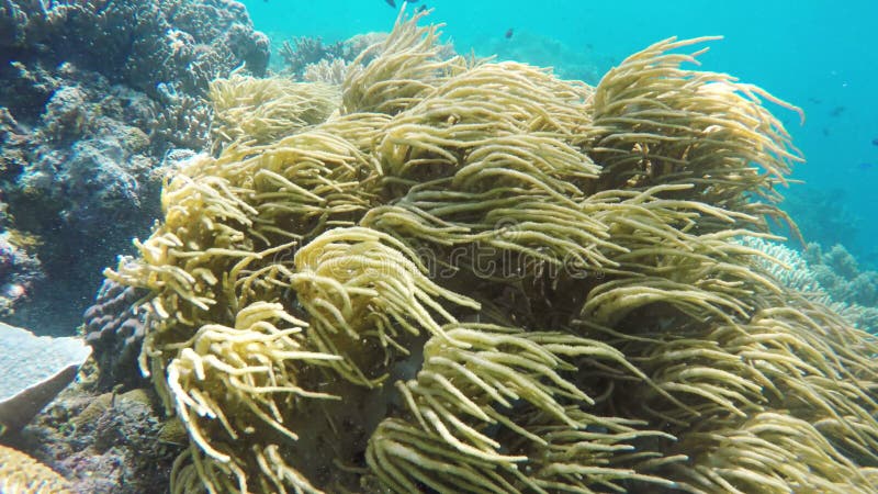 Weiche Korallen im tropischen Meer