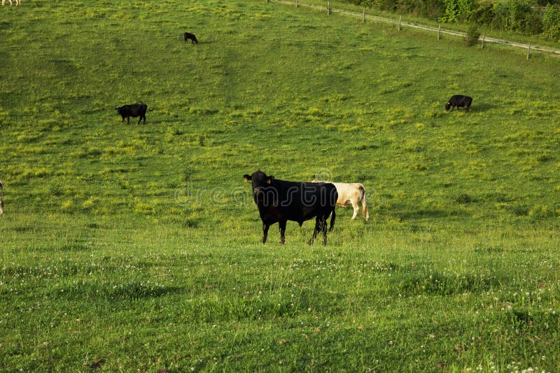 Weide gezüchtete Kuh am Feld lizenzfreies stockfoto Weide gezüchtete Kuh am Feld lizenzfreies stockfoto