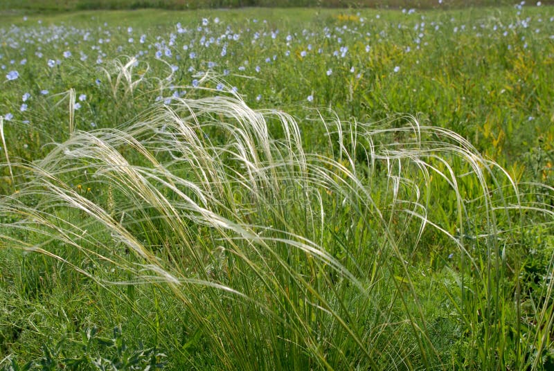 Weide met borstgras royalty-vrije stock fotografie