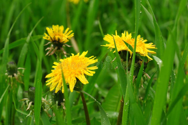 Weide met paardebloemen op een zonnige dag Paardebloemen in de Lente Bloeiende paardebloemen royalty-vrije stock afbeeldingen Weide met paardebloemen op een zonnige dag Paardebloemen in de Lente Bloeiende paardebloemen royalty-vrije stock afbeeldingen