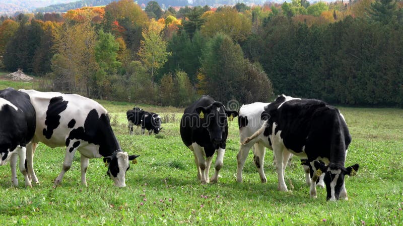 Weiden de Melkkoeien van Holstein bij Weiland in Vermont