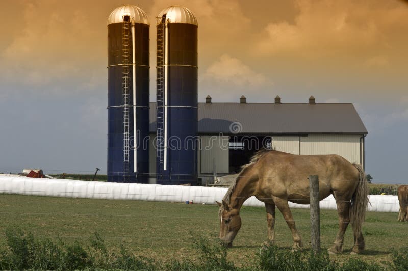 Horse grazing in front of a barn with two silos. Horse grazing in front of a barn with two silos.