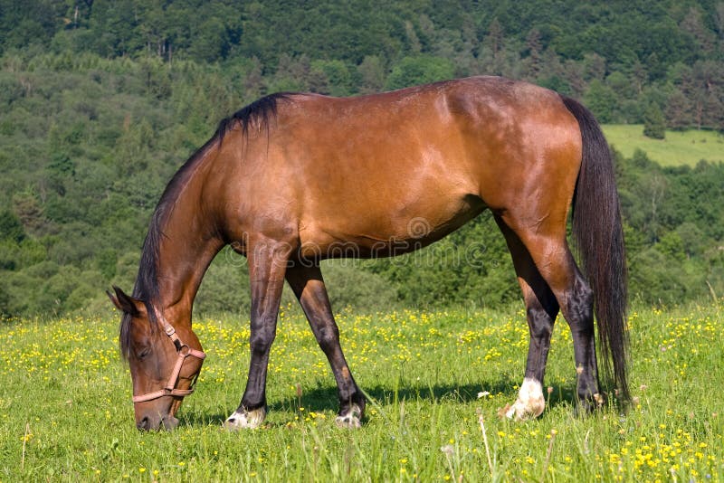 Weiden lassen des braunen Pferds stockfotos Weiden lassen des braunen Pferds stockfotos