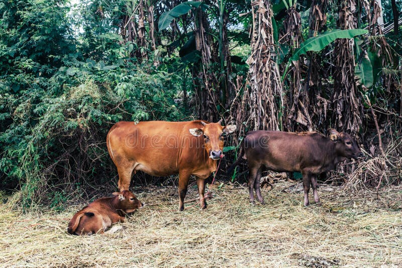 Weiden lassen des Viehs stockfoto. Bild von landwirtschaftlich 27449546