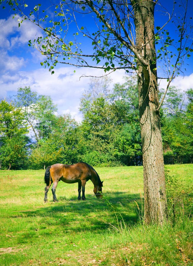 Weiden lassendes Pferd stockfotografie Weiden lassendes Pferd stockfotografie